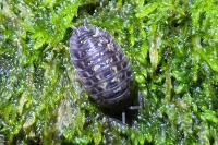 Oniscus asellus