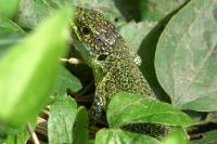 Lacerta bilineata