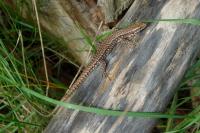 Lézard des murailles 