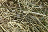 Lacerta agilis