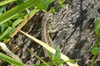 Lacerta agilis