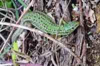 Lézard à deux raies