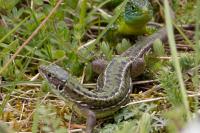 Lézard à deux raies