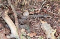Vipera aspis