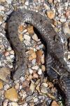 Vipera aspis