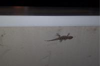 Tarentola mauritanica