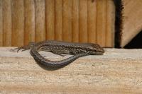 Podarcis muralis