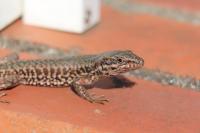 Lézard des murailles 