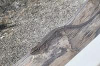 Podarcis muralis
