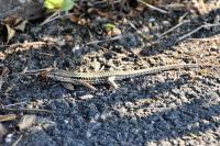 Podarcis muralis