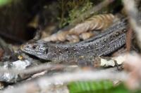 Lacerta agilis