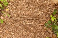 Coronella austriaca