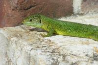 Lacerta bilineata