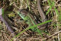 Lacerta agilis