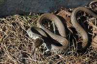 Natrix helvetica