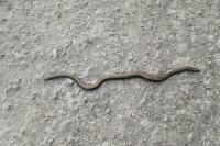 Anguis fragilis