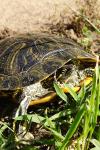 Trachemys scripta