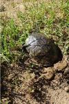 Trachemys scripta
