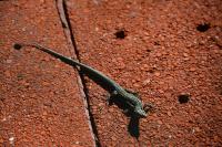 Lézard des murailles 
