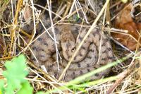 Vipera aspis