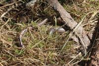 Anguis fragilis