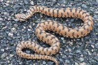 Vipera aspis