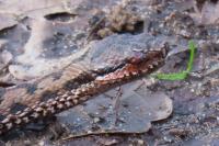 Vipera aspis