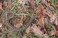 Vipera aspis