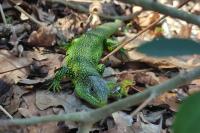 Lacerta bilineata