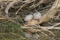 Trachemys scripta