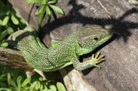 Lacerta bilineata