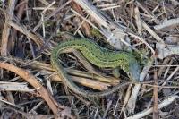 Lacerta bilineata