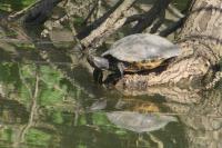Trachemys scripta