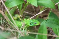 Lacerta bilineata