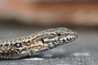 Podarcis muralis