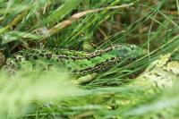 Lacerta bilineata
