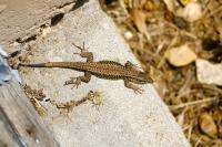 Podarcis muralis