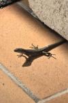 Podarcis muralis