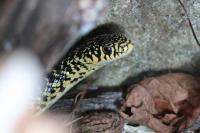 Hierophis viridiflavus
