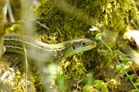 Lacerta bilineata