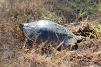Trachemys scripta