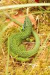 Lacerta bilineata