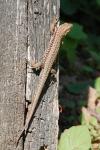 Podarcis muralis