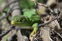 Lacerta bilineata