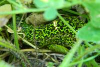 Lacerta bilineata