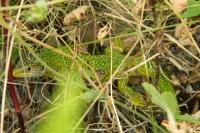 Lacerta bilineata
