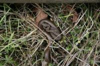 Vipera aspis