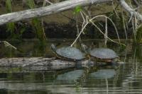 Trachemys scripta