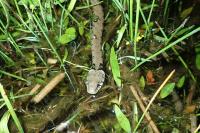 Natrix helvetica