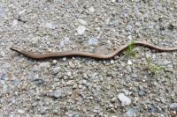 Anguis fragilis